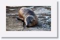 Galapagos Sea Lion pup