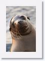 Galapagos Sea Lion