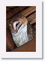 A Barn Owl oversees the demonstration