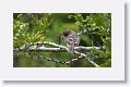 Galapagos Flycatcher