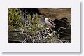 Red-footed Booby