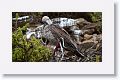 Red-footed Booby