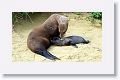 Galapagos Sea Lion cow and pup