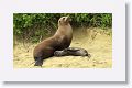 Galapagos Sea Lion cow and pup