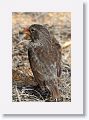 Medium Ground-finch