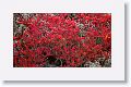 Patches of the red succulenet Sesuvium grow near the cliff edge