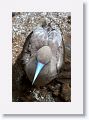 Red-footed Booby