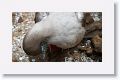 Red-footed Booby