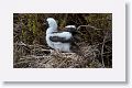 Red-footed Booby chick