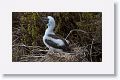 Red-footed Booby chick