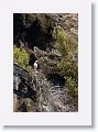 Red-footed Booby