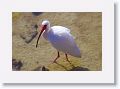 White Ibis