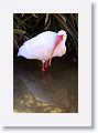 White Ibis