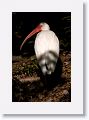 White Ibis