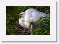 Great Egret on nest with 3 chicks