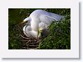 Great Egret on nest with 3 chicks