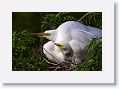 Great Egret on nest with 3 chicks