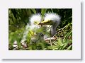 Great Egret on nest with 3 chicks