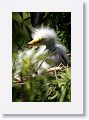 Great Egret on nest with 3 chicks