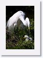 Great Egret on nest with 3 chicks