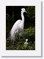 Great Egret on nest with 3 chicks