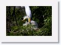 Great Egret on nest with 3 chicks