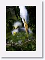 Great Egret on nest with 3 chicks