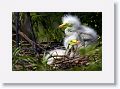 Great Egret on nest with 3 chicks