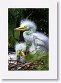 Great Egret on nest with 3 chicks