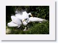 Great Egret on nest with 3 chicks