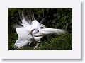 Great Egret on nest with 3 chicks