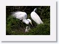 Great Egret on nest with 3 chicks