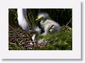 Great Egret on nest with 3 chicks