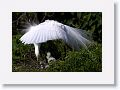 Great Egret on nest with 3 chicks