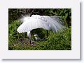 Great Egret on nest with 3 chicks