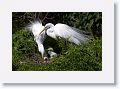 Great Egret on nest with 3 chicks