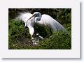 Great Egret on nest with 3 chicks