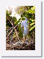 Great Egret on nest