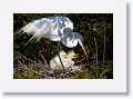 Great Egret chicks