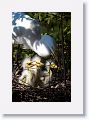 Great Egret chicks