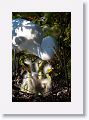 Great Egret chicks