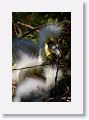 Great Egret chicks