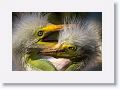 Great Egret chicks