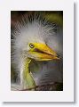 Great Egret chicks