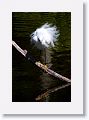 Snowy Egret fishing