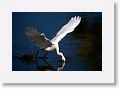 Snowy Egret fishing