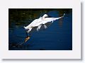 Snowy Egret fishing