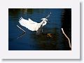 Snowy Egret fishing