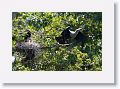 Anhingas