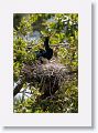 Anhingas